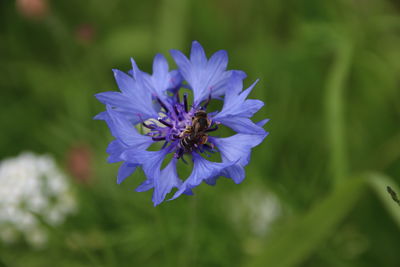 Close-up of bee pollinating on purple flower