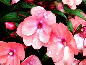 Close-up of water drops on pink flowers