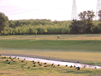 Flock of sheep in a field