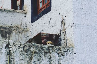 Close-up of lizard on built structure