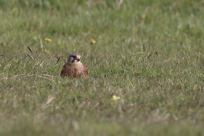 Kesrel  perching on grass