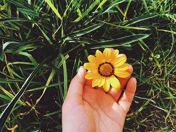 Close-up of hand holding yellow flower