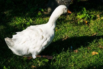 High angle view of white bird on field