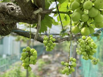 Low angle view of grapes growing on tree