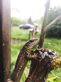 Close-up of lizard on tree trunk