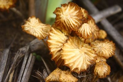 Close-up of wilted flower