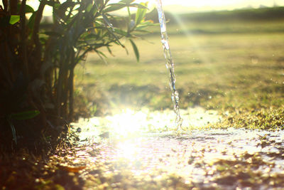 Close-up of plants against blurred water