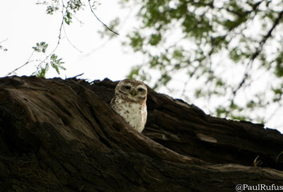 Low angle view of owl on tree against sky