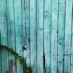 Close-up of plant against old wooden wall