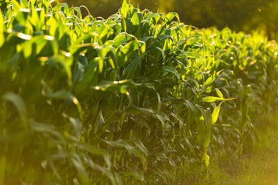 Close-up of plants growing on field