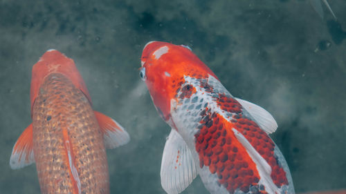 Close-up of fish swimming in sea