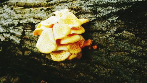 Close-up of mushrooms on the ground