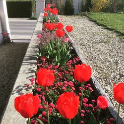 Close-up of red tulip flowers in park