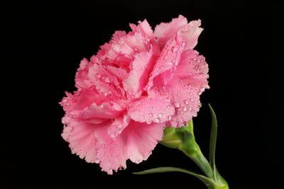 Close-up of wet pink flower against black background