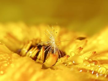 Close-up of insect on yellow flower