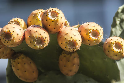 Close-up of prickly pear cactus