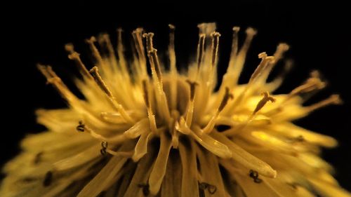 Close-up of yellow flower blooming against black background