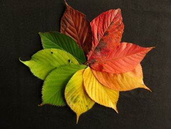 Close-up of leaves in black background