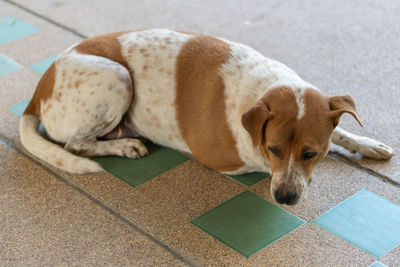 High angle view of dog resting on tiled floor