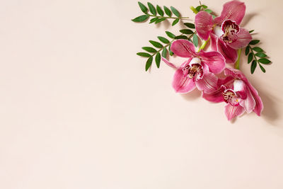 Close-up of pink flowering plant against white background