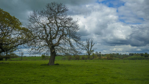 Trees on landscape against sky