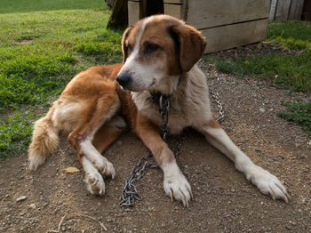 Dog sitting in a field