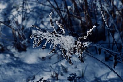 Close-up of frost on snow covered land