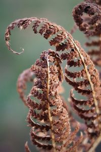 Dry brown fern