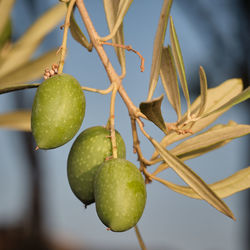 fruit