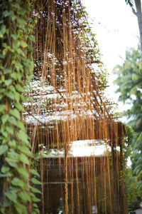 Close-up of bamboo plants against trees