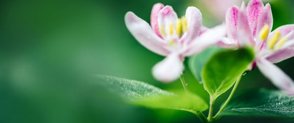 Close-up of pink flowering plant