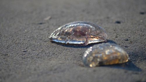 Close-up of crab on sand at beach