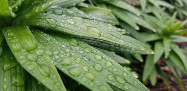 Close-up of raindrops on leaves