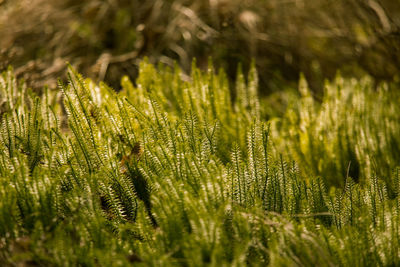 Close-up of wet pine tree