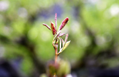 Close-up of red flower buds