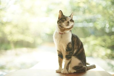 A tabby cat sitting against the background of fresh green