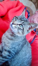 Close-up portrait of cat looking away