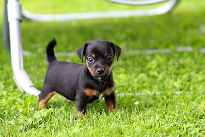 Portrait of puppy on field