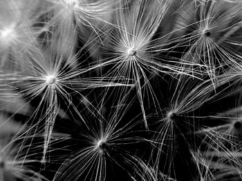 Close-up of dandelion