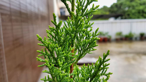 Close-up of plant against building