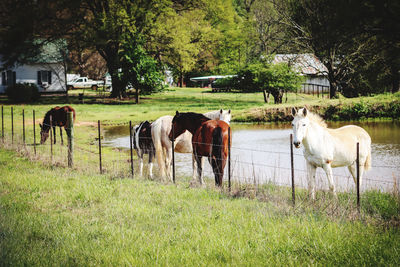 Horses on field