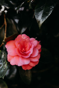 Close-up of pink rose