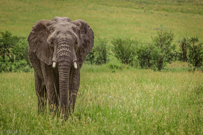 Elephant in a field
