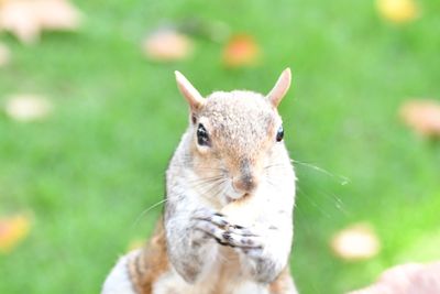 Close-up portrait of squirrel