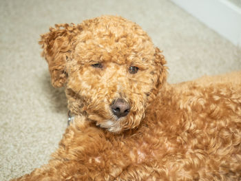 High angle portrait of a dog