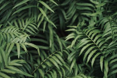 Full frame shot of fern leaves