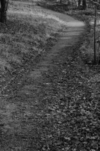 Tire tracks on dirt road