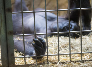 Close-up of hand in cage at zoo