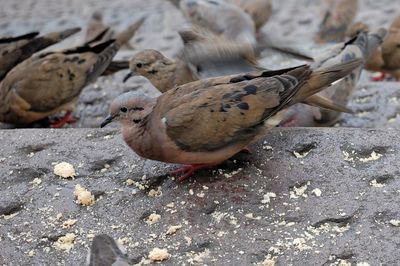 Close-up of bird perching on ground