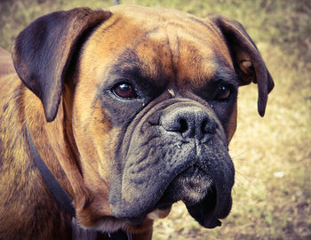 Close-up portrait of dog